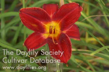 Daylily Wild Heart